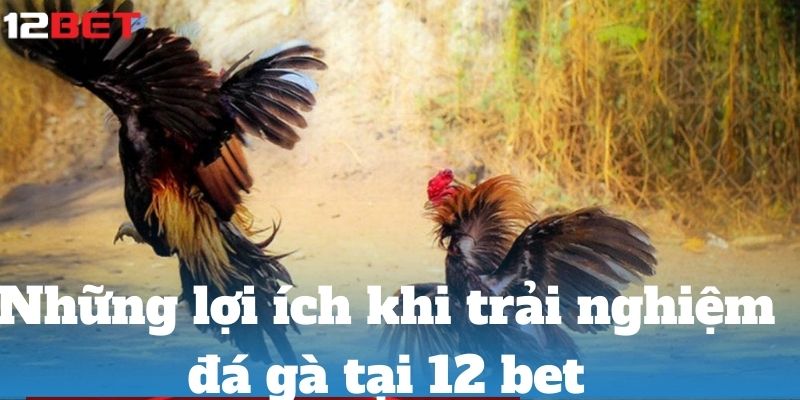 loi ich khi trai nghiem da ga tai 12 bet 1